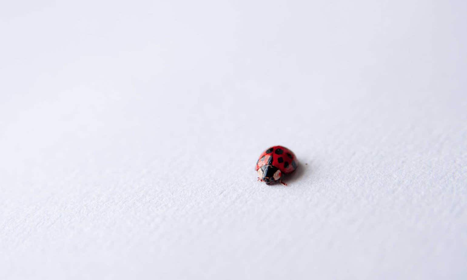 Ladybug by Nancy