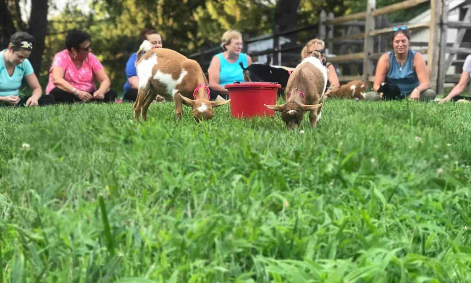 Baby goat kids eating grass at Mountainside Treatment Center Alumni Goat Yoga Therapy in Canaan