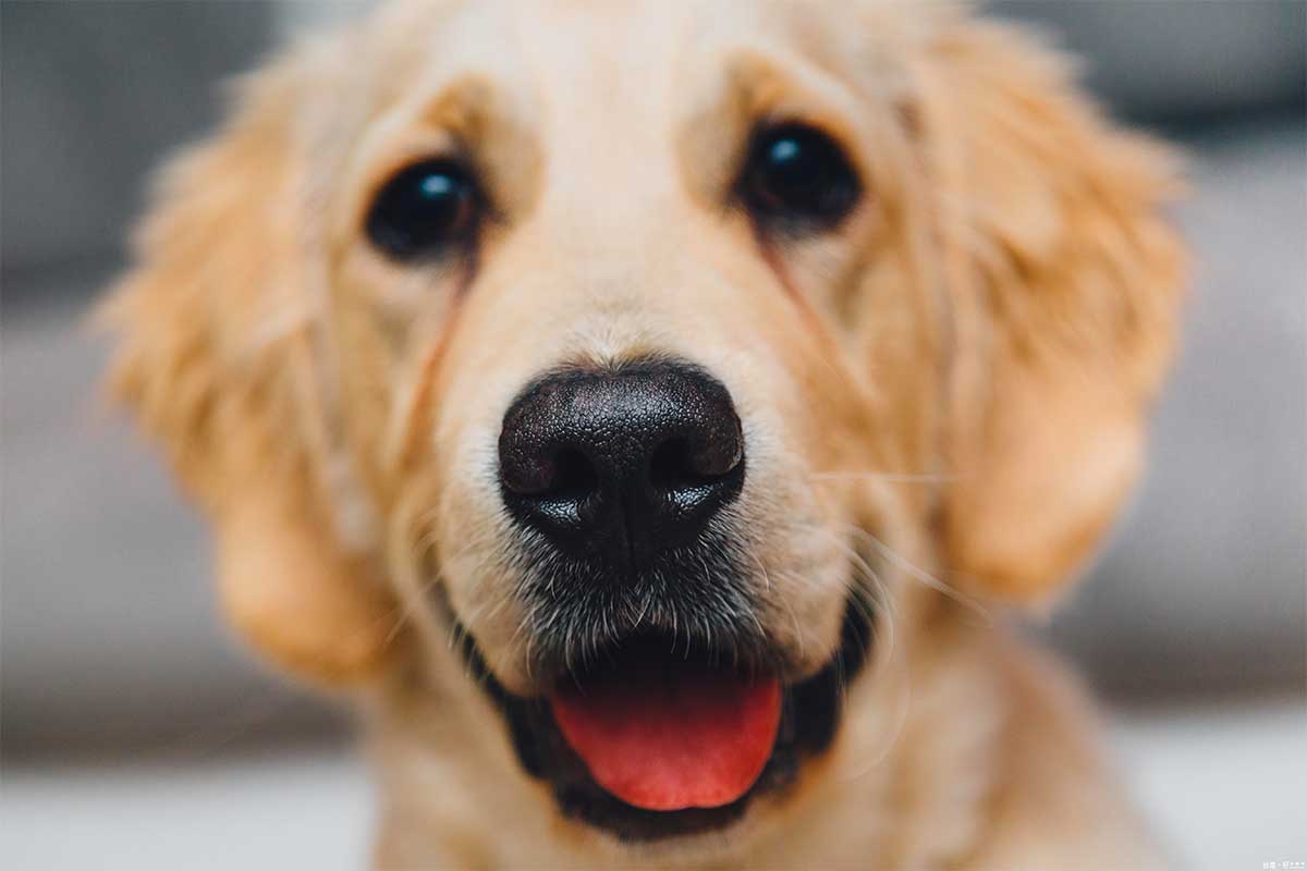 happy looking golden retriever dog