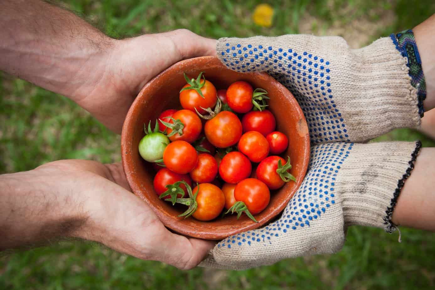 two hands holding a bowl of tomatoes