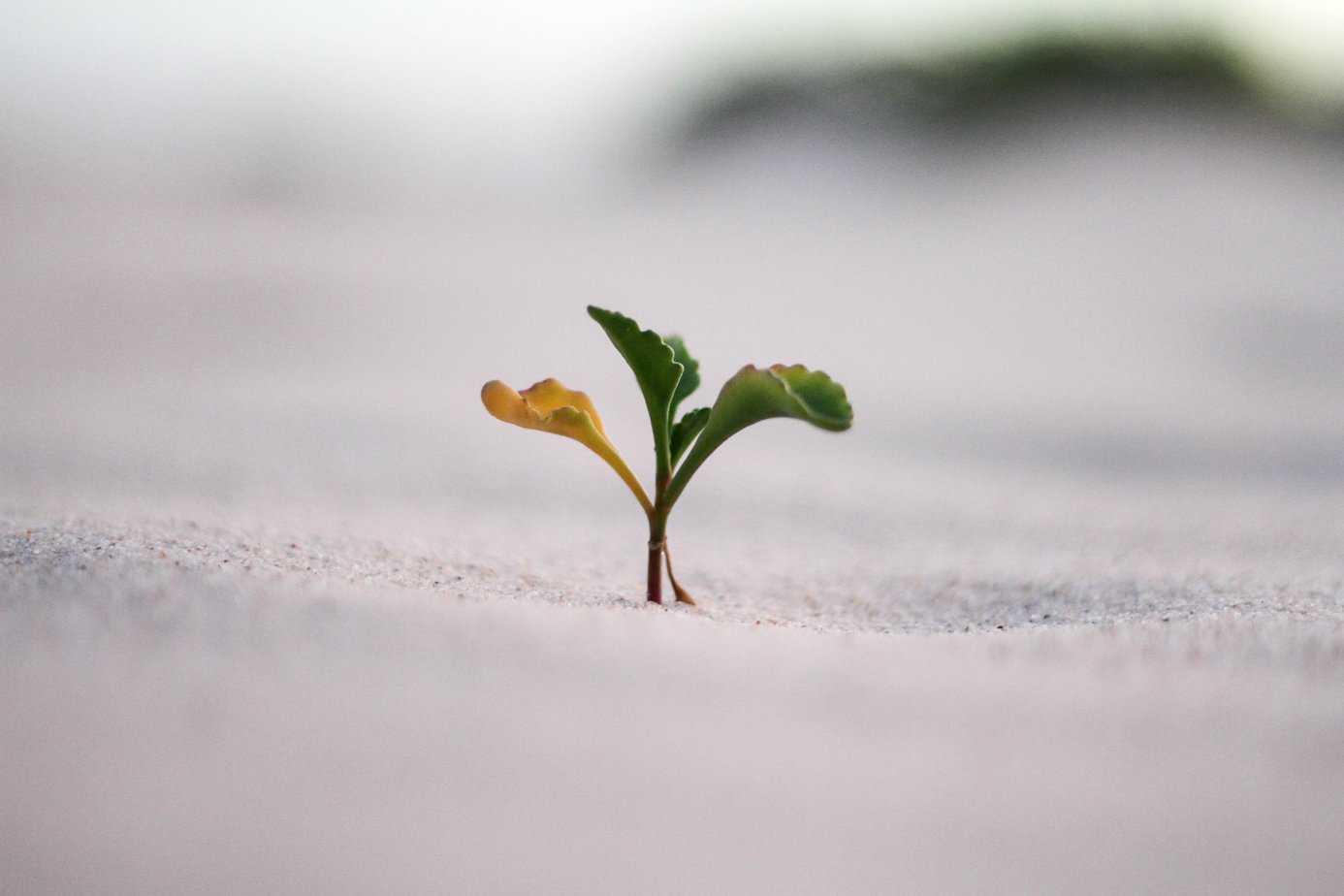 small plant sprout growing in sand